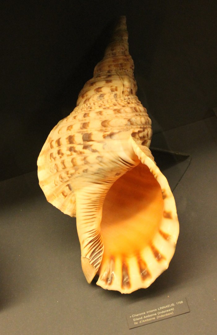 Shell
