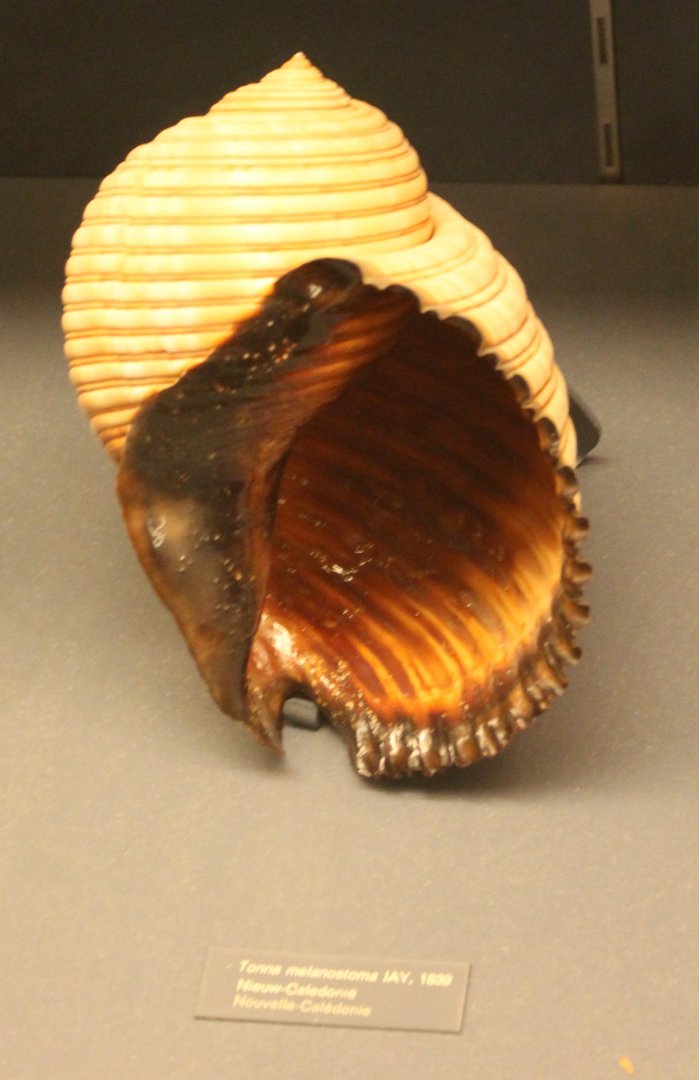 Shell