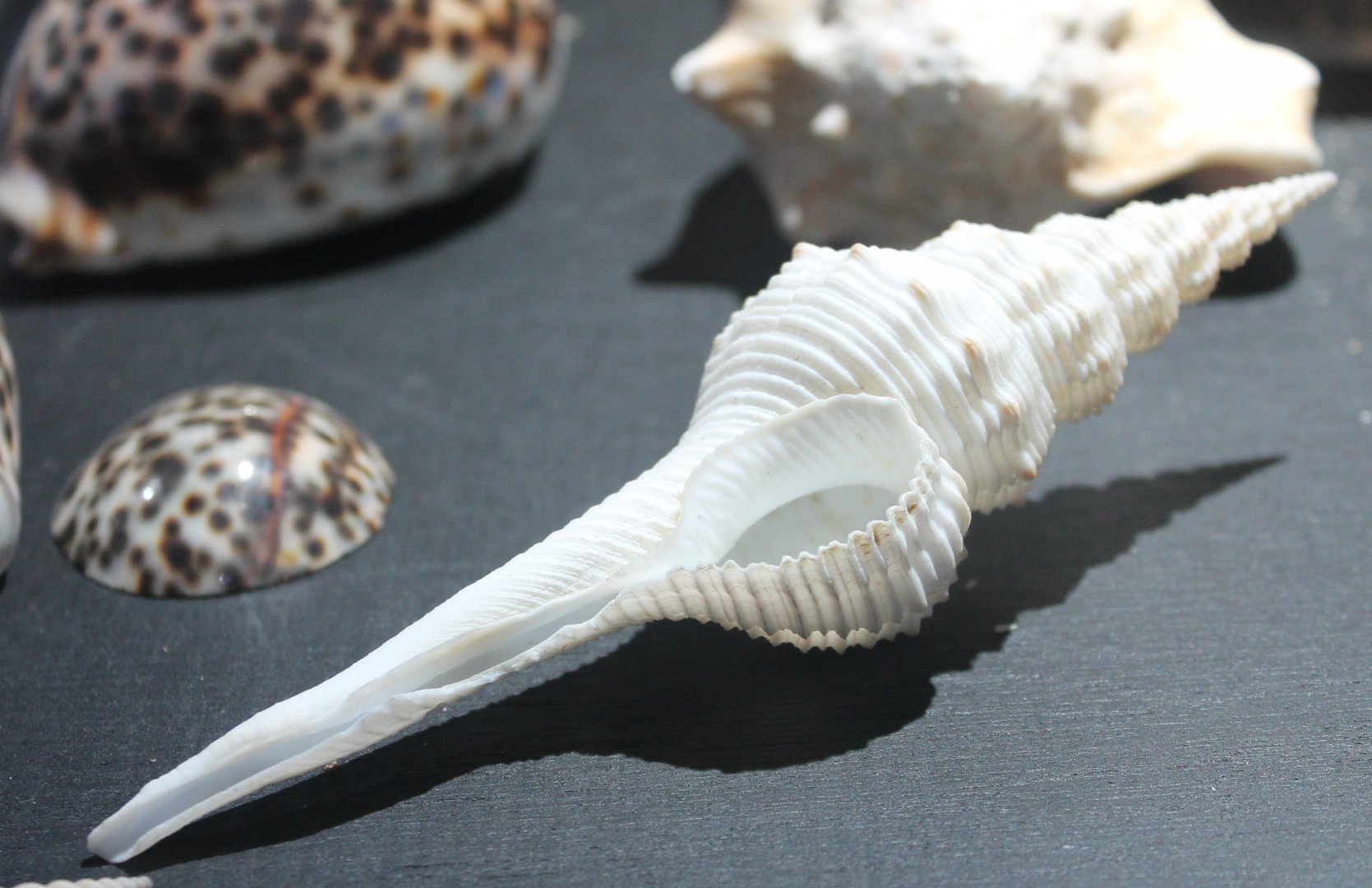 Shell