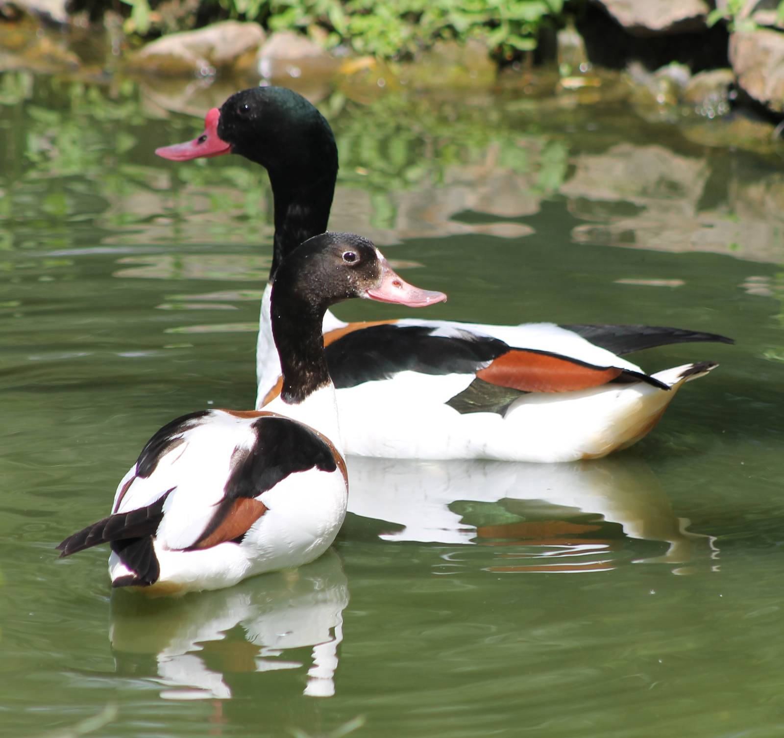 Shellduck pair