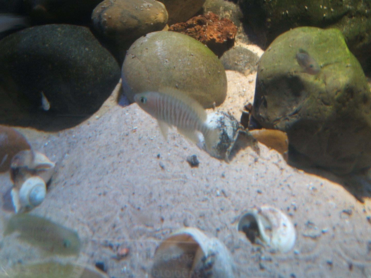 Shelldwelling Cichlid 17/04/2019