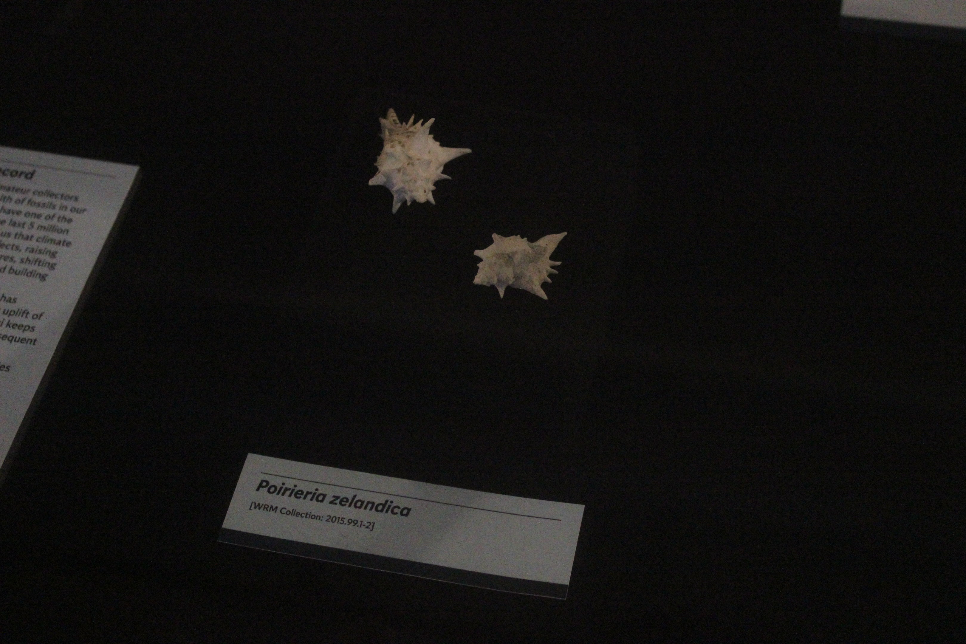 Shells of Poirieria zelandica, Whanganui Regional Museum