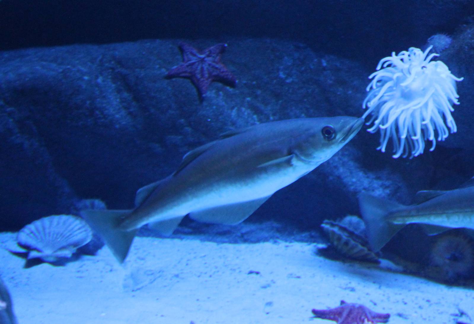 Shells, starfishes, fish and sea anemone