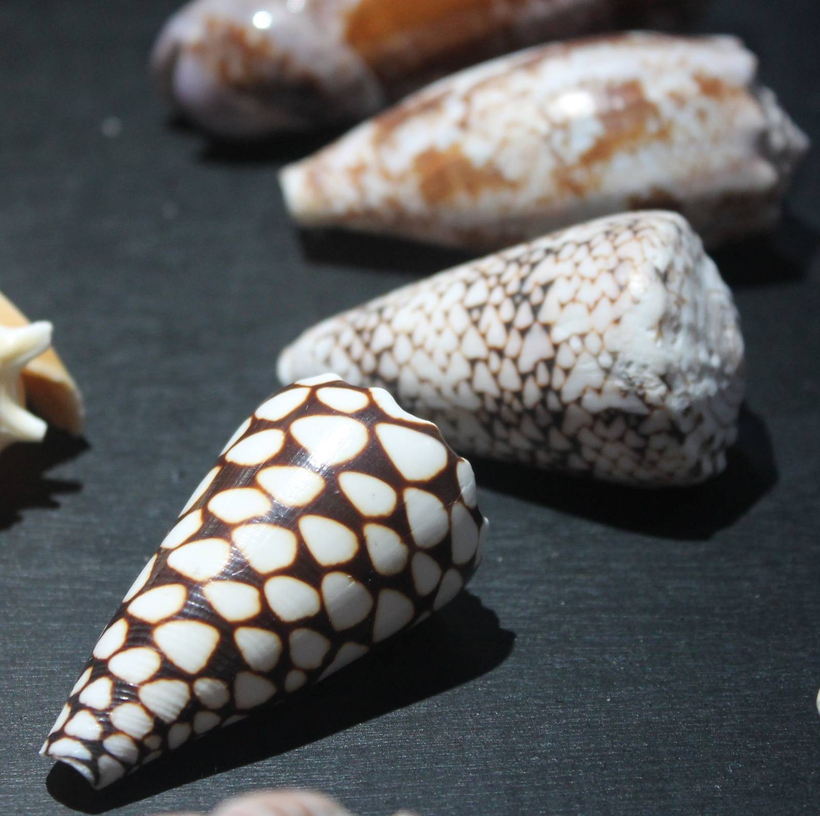 Shells