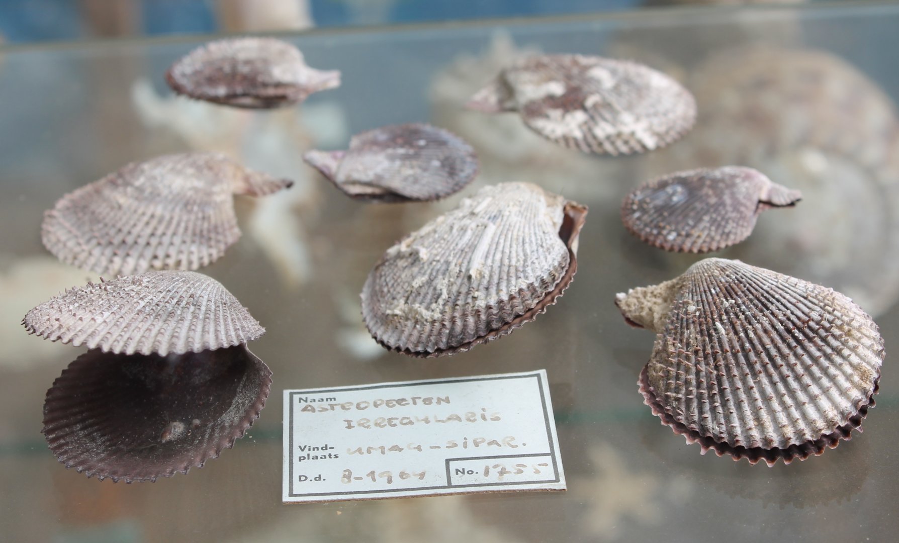 Shells
