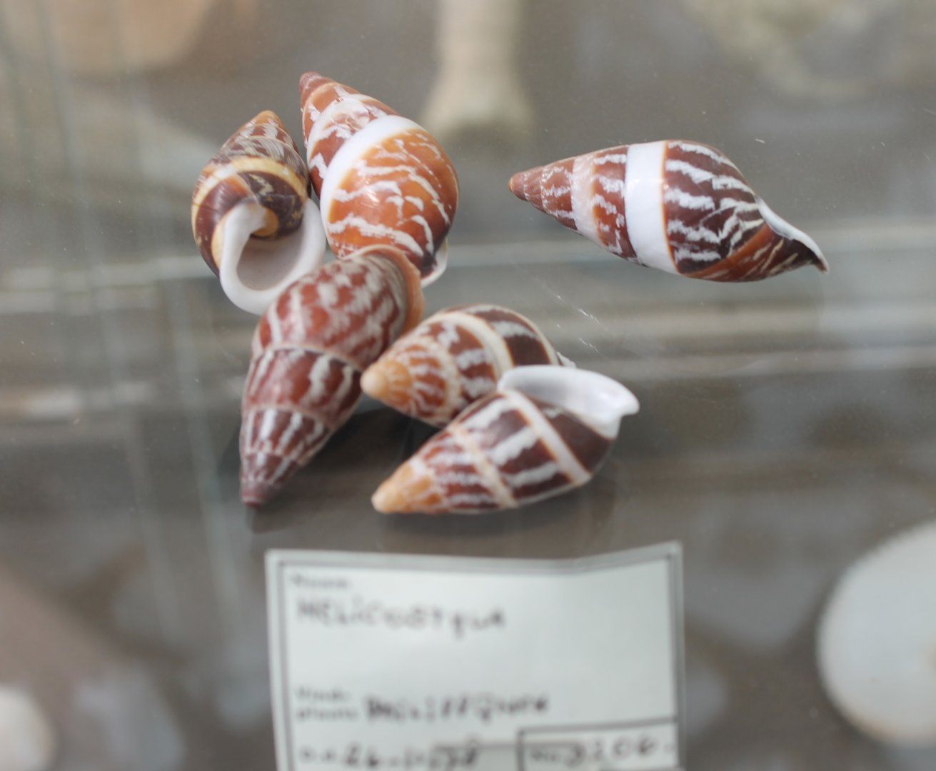 Shells