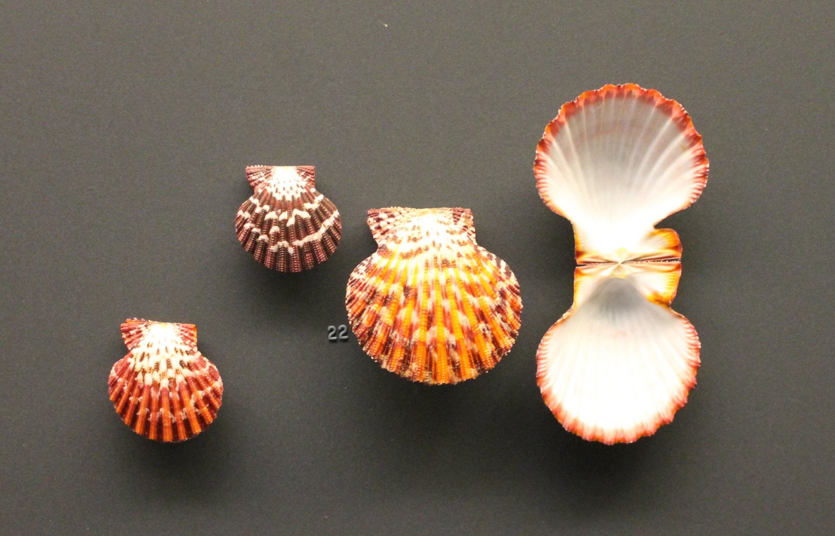 Shells