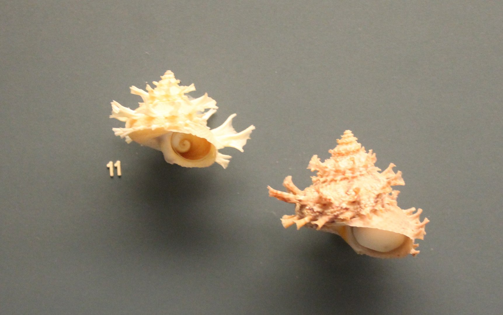 Shells