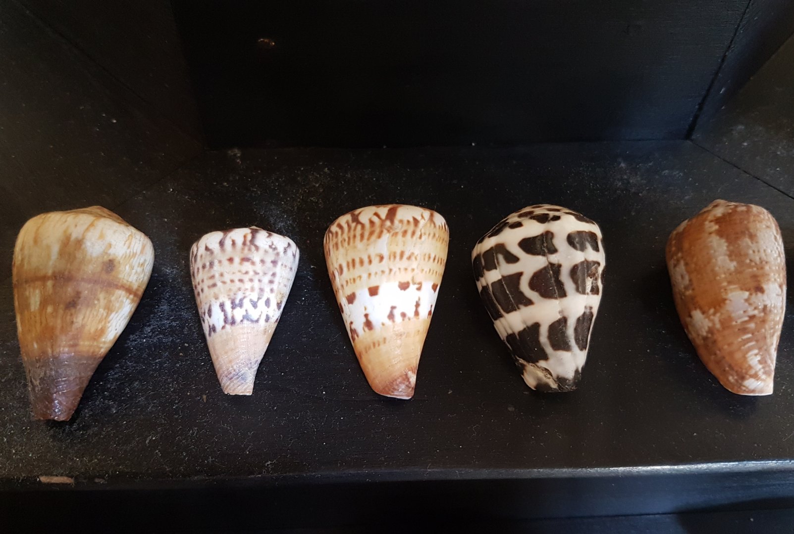 Shells