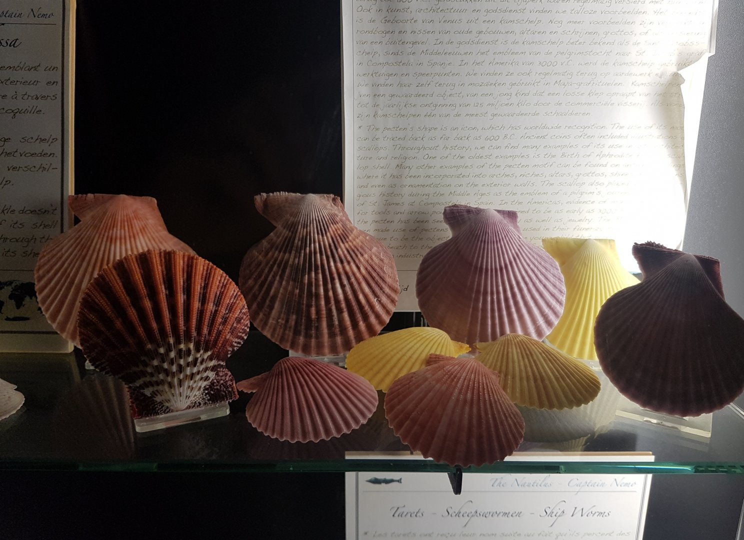 Shells