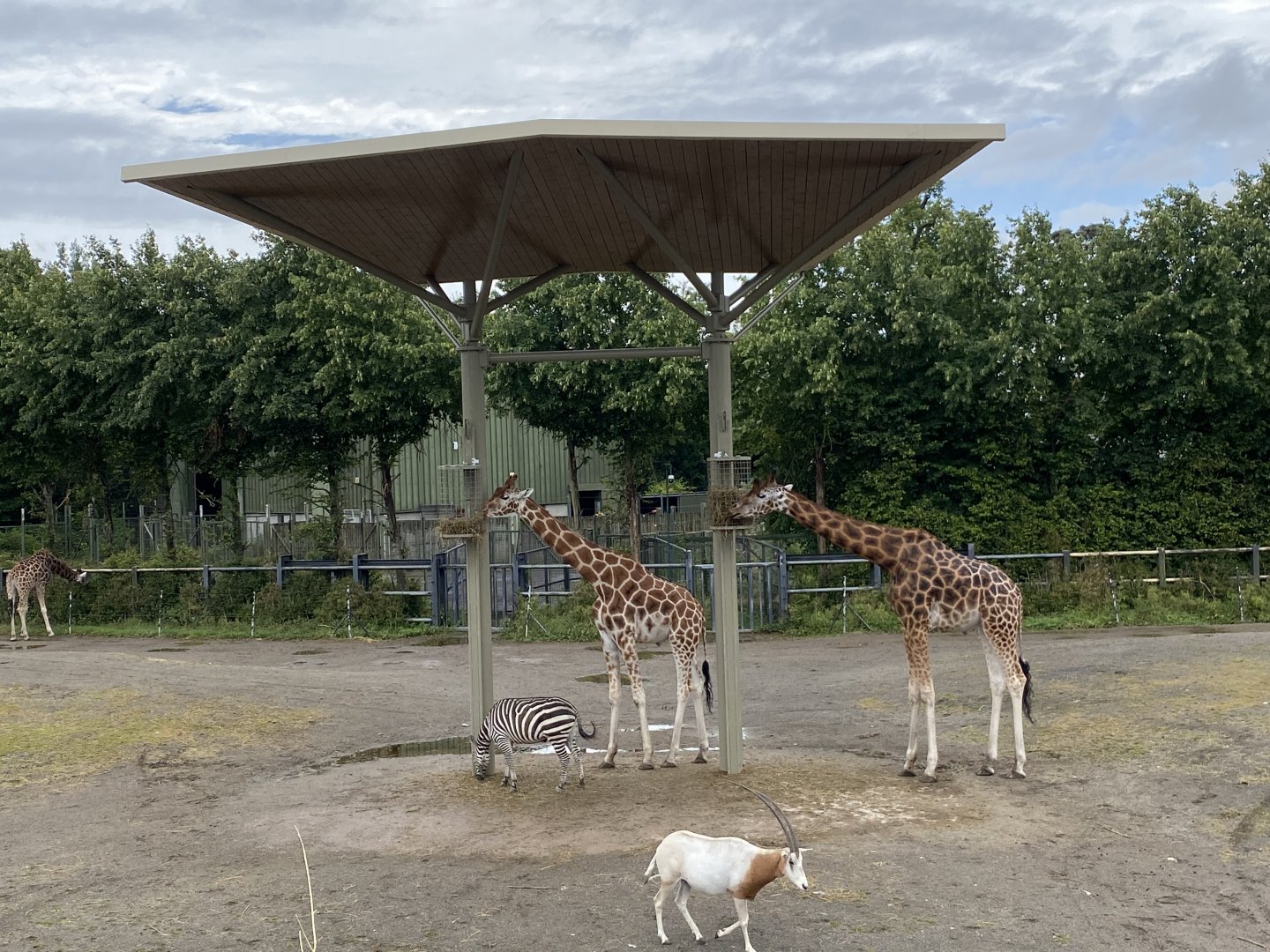 Shelter in African Savanna
