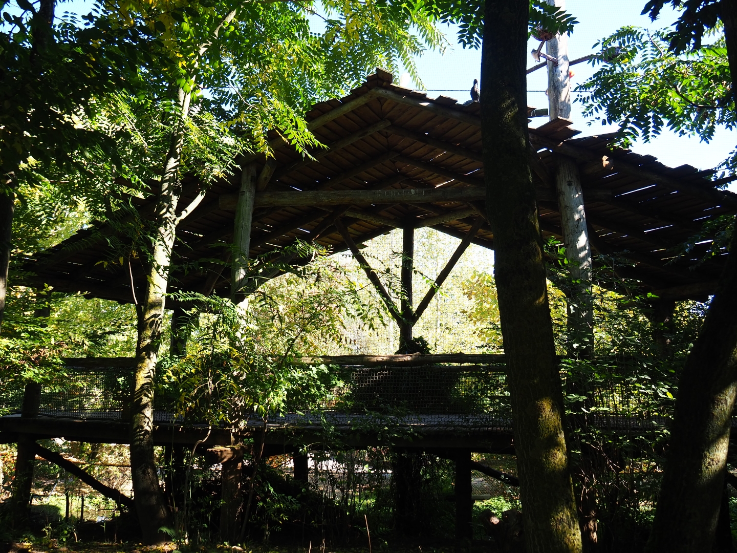 Shelter in the Amazonia aviary (Oct 13th, 2018)