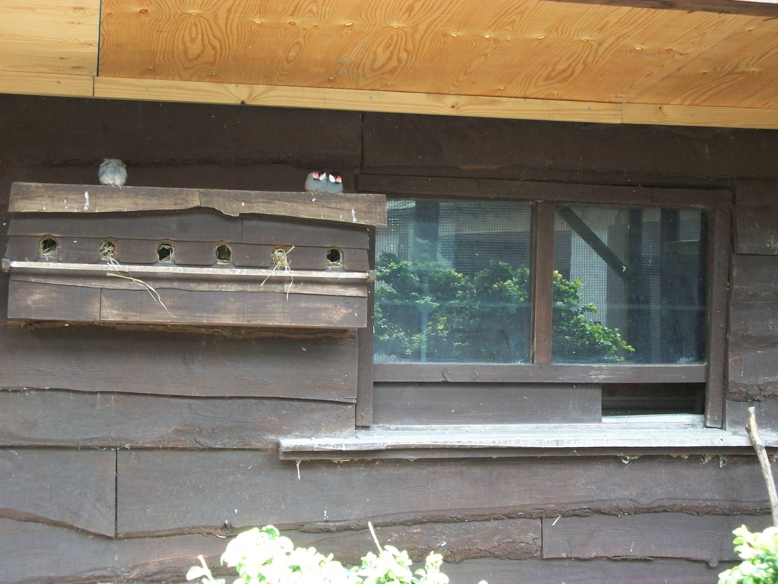 Shelter in the aviary for finches, 8th June 2014