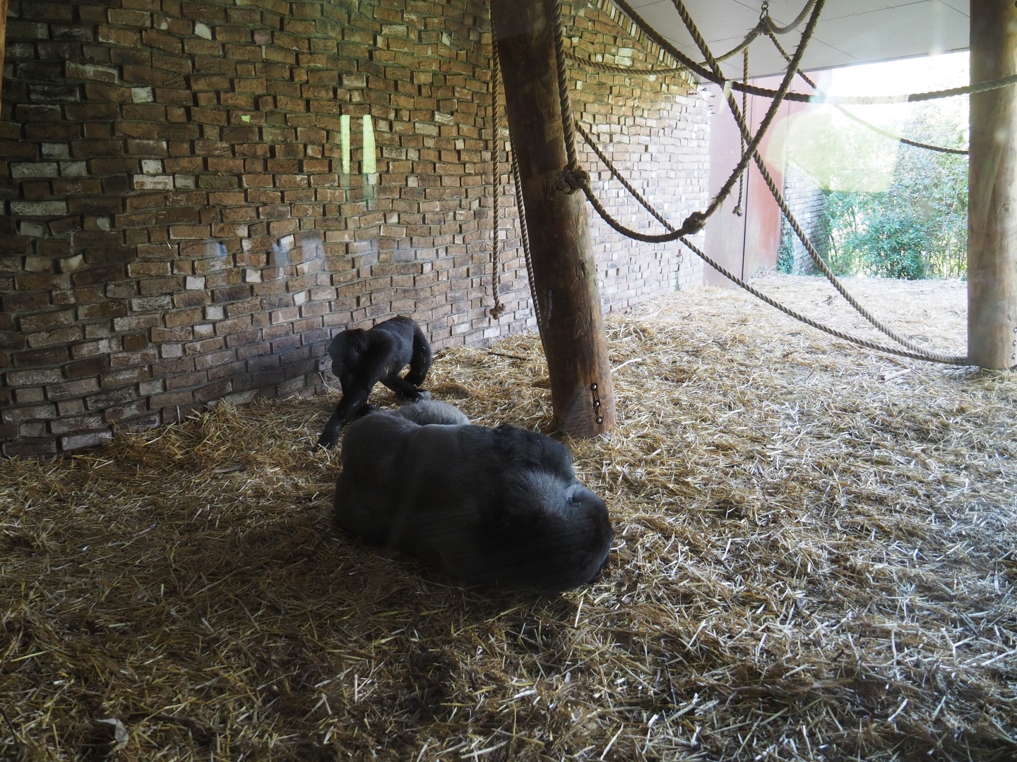 Shelter under the overhanging roof of the gorilla house, 2019-03-30