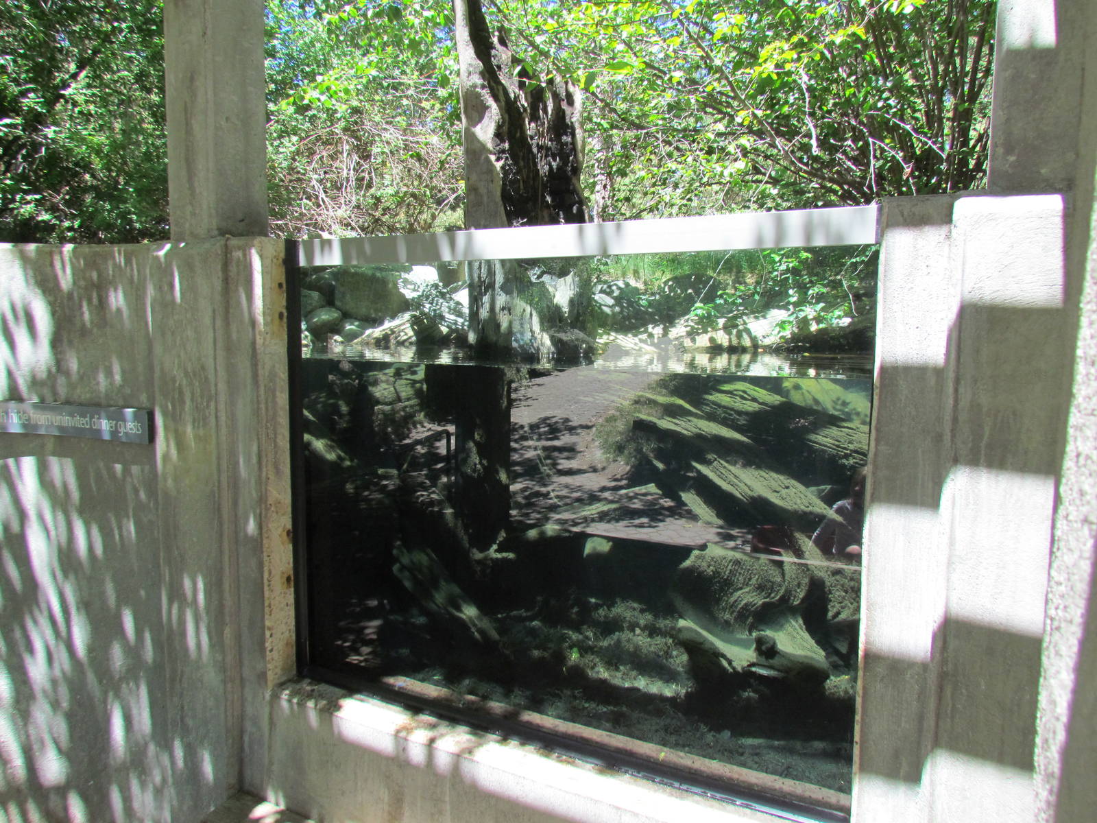 Shelter Window