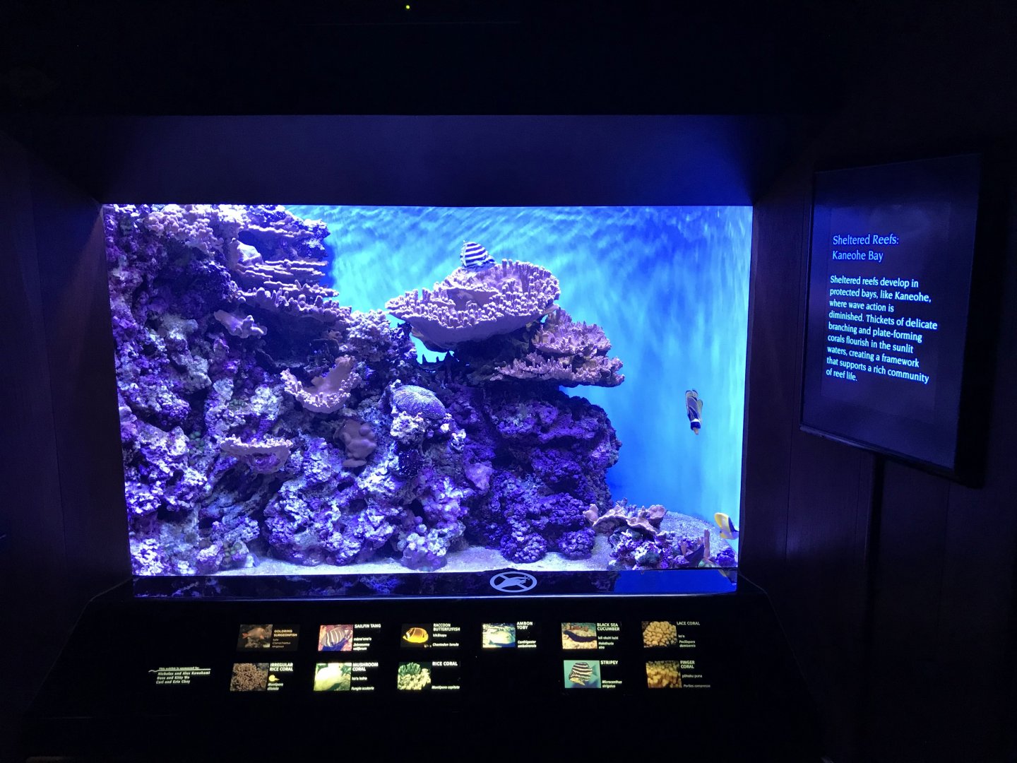Sheltered reef exhibit