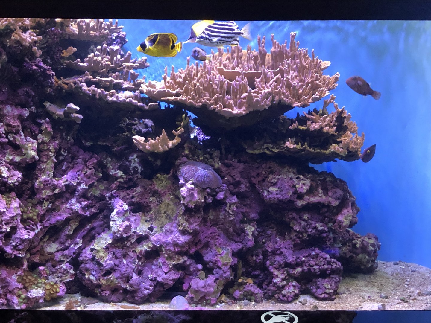 "Sheltered Reefs: Kane’ohe Bay" Tank