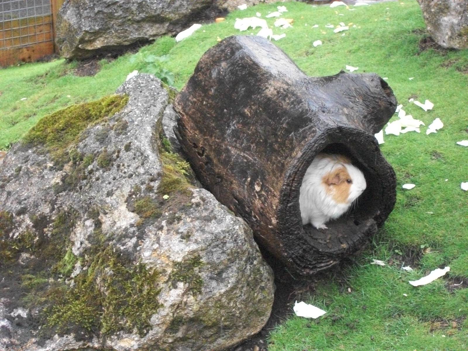 Sheltering from the rain, 10th August 2014