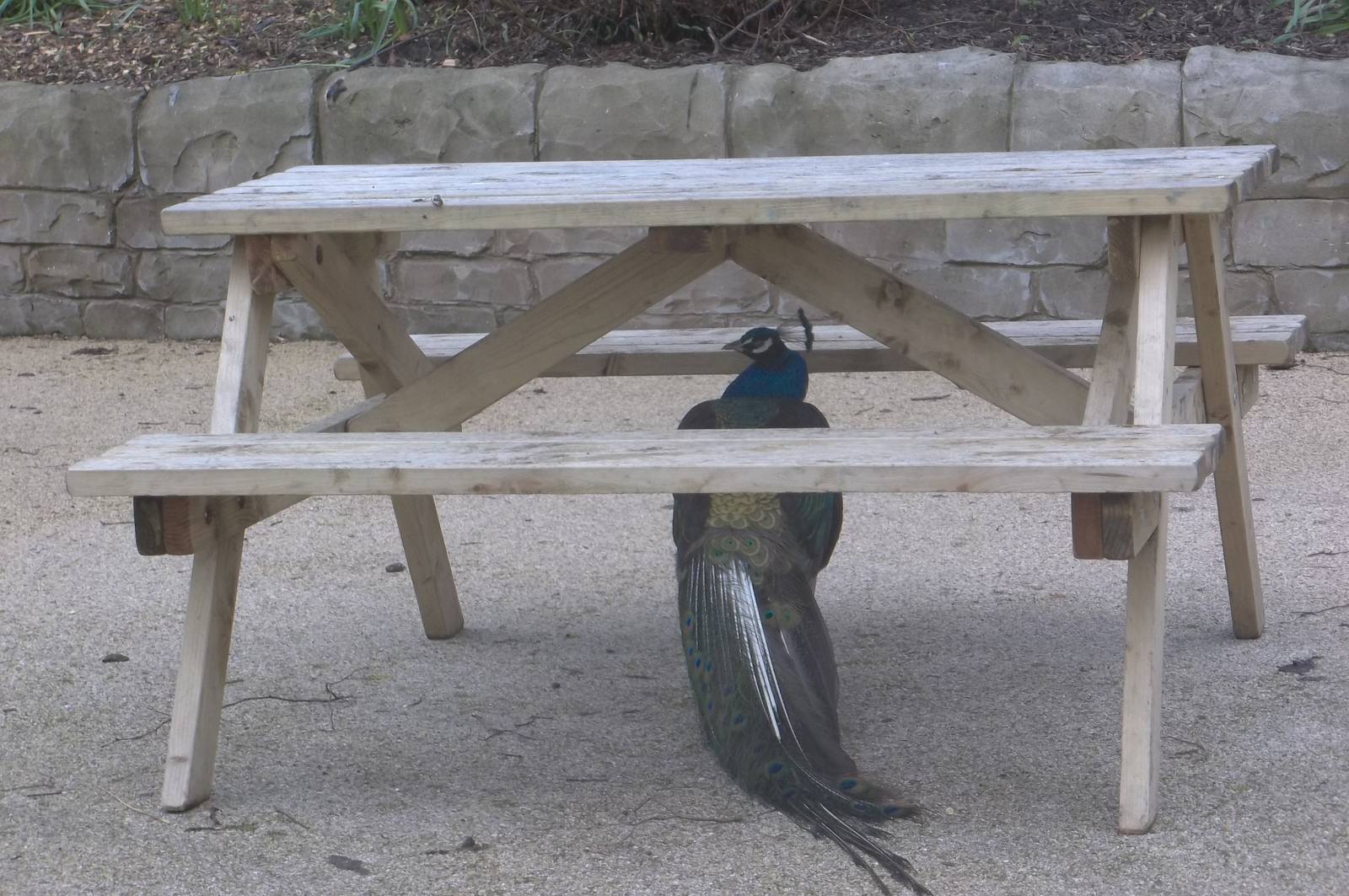 Sheltering from the rain, 13th April 2016