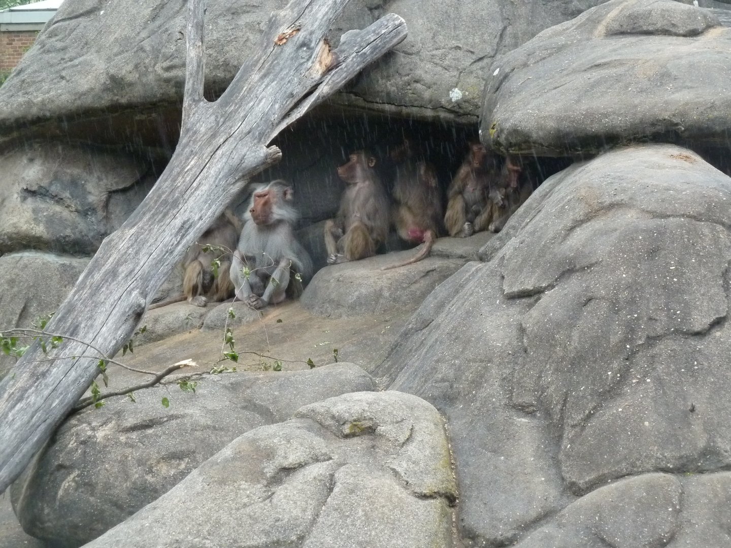 Sheltering Hamadryas baboon