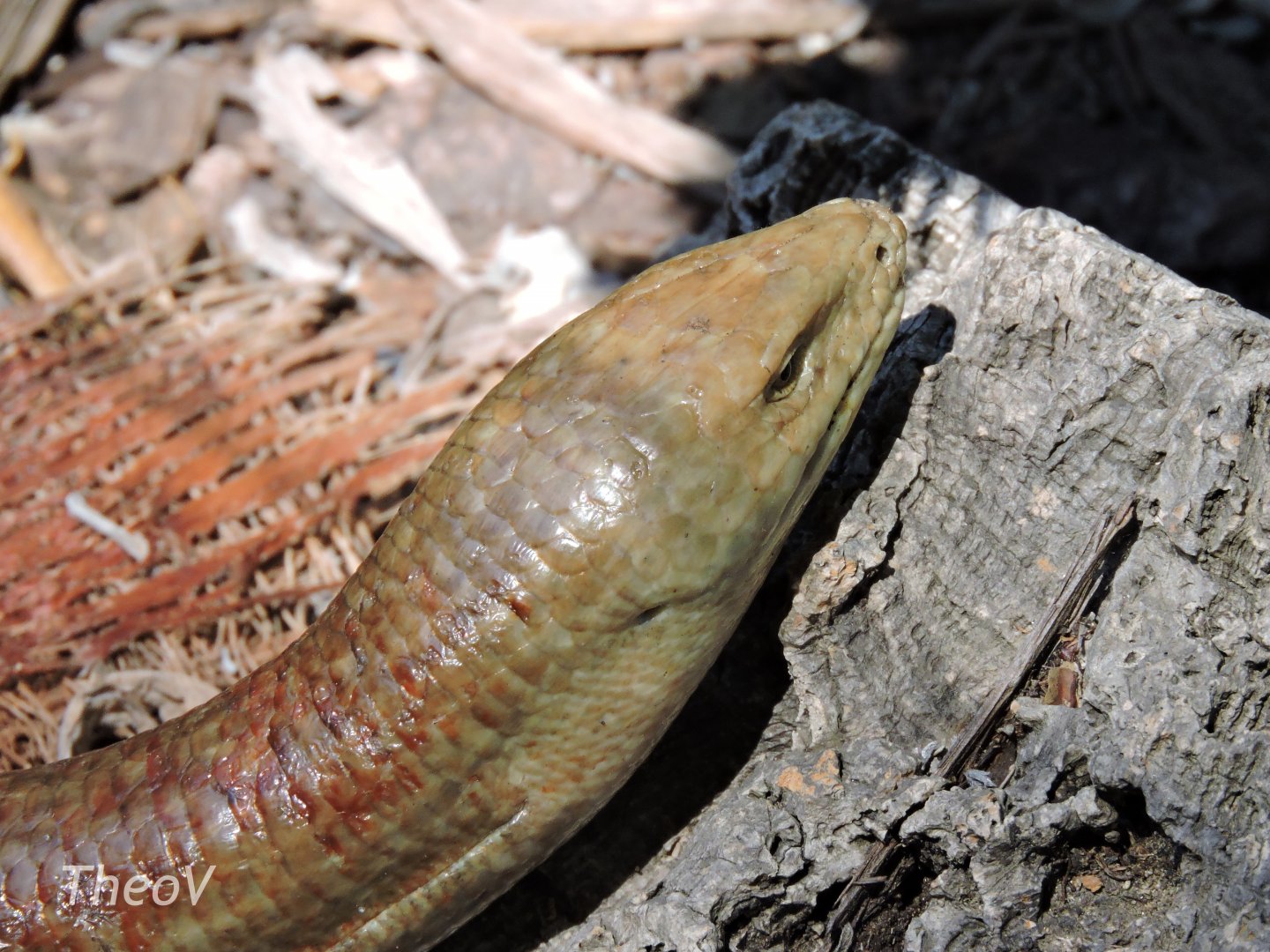 Sheltopusik - Discovery Outpost [2015]