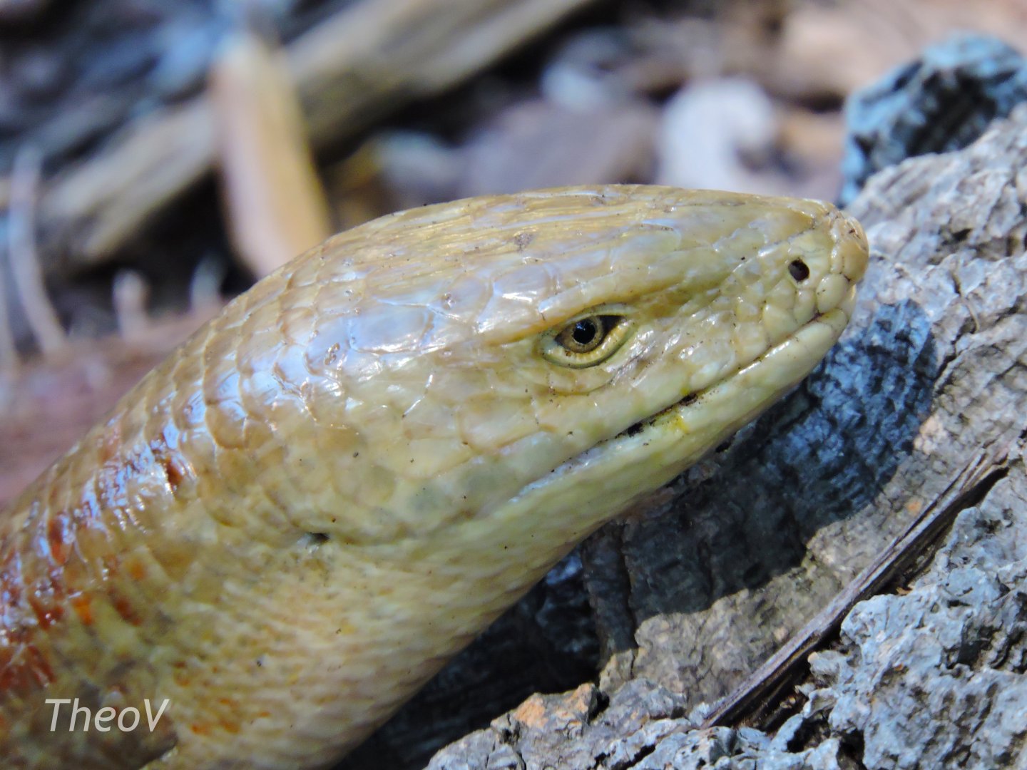 Sheltopusik - Discovery Outpost [2015]