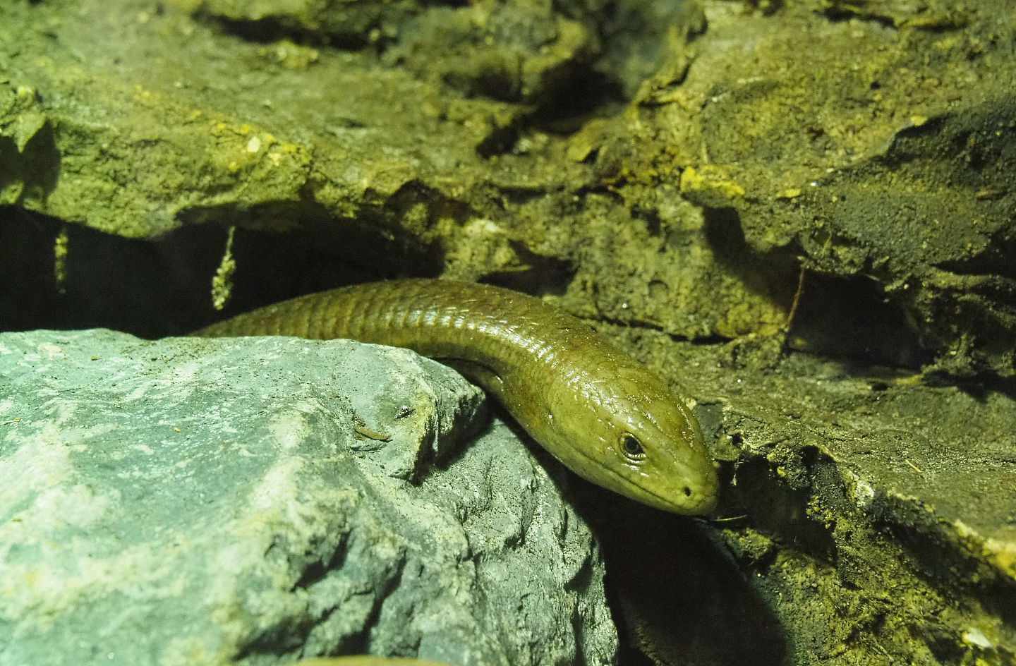 Sheltopusik (Pseudopus apodus), 2022-05-17