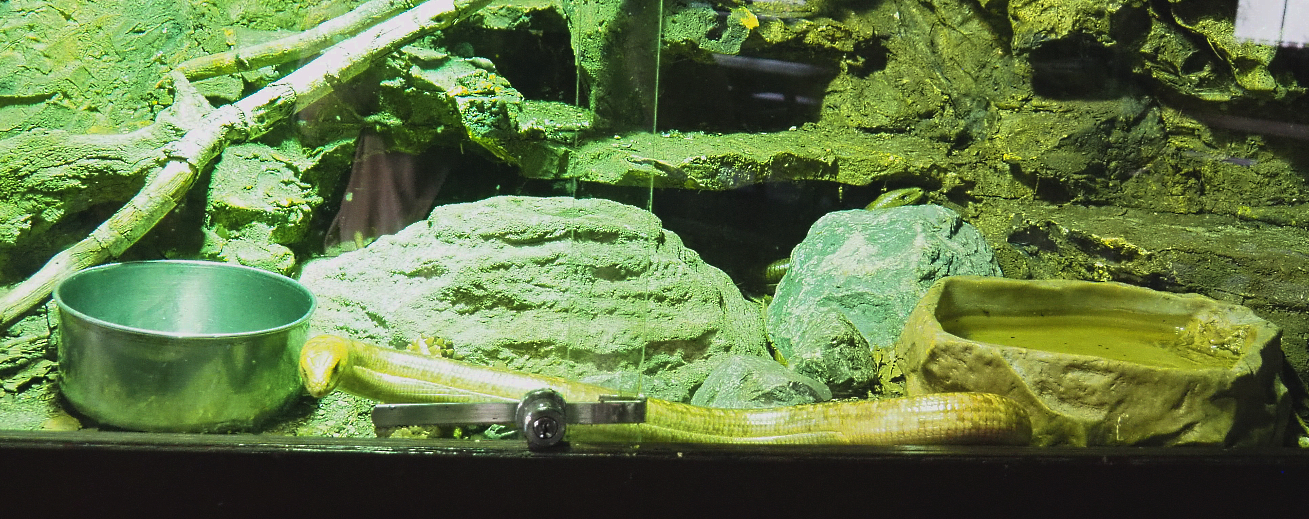 Sheltopusik (Pseudopus apodus), 2022-05-17