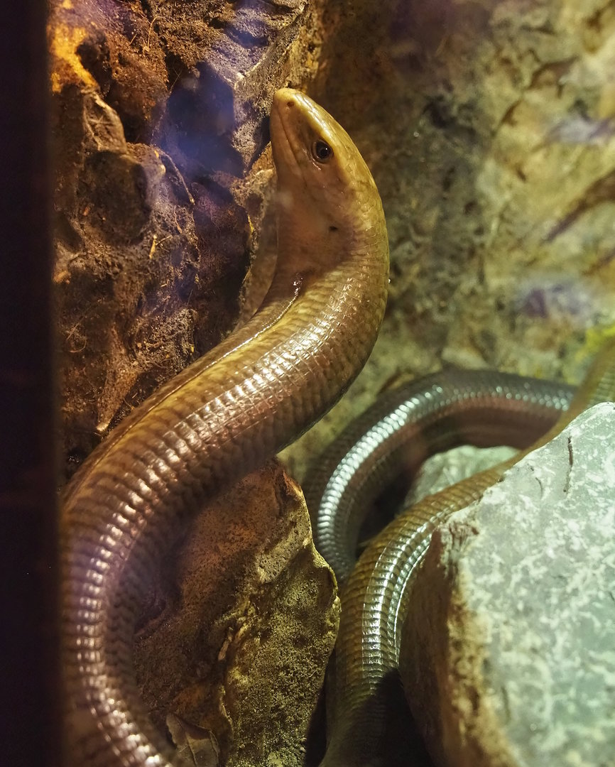 Sheltopusik (Pseudopus apodus), 2023-05-31