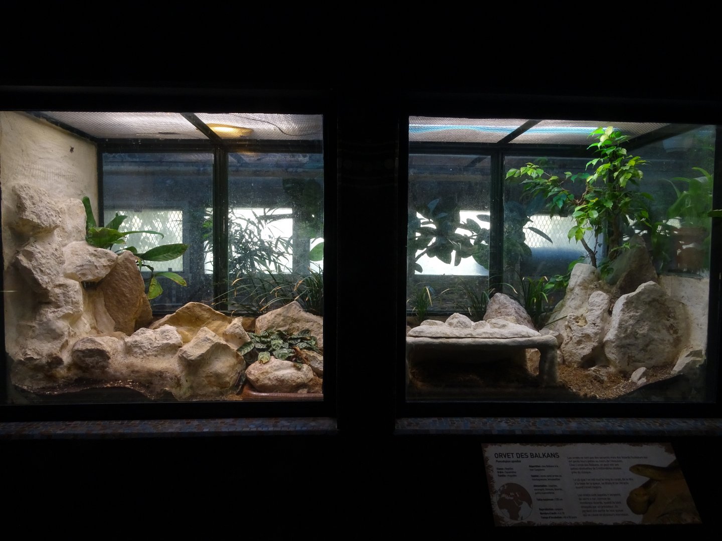 Sheltopusik (Pseudopus apodus) exhibit