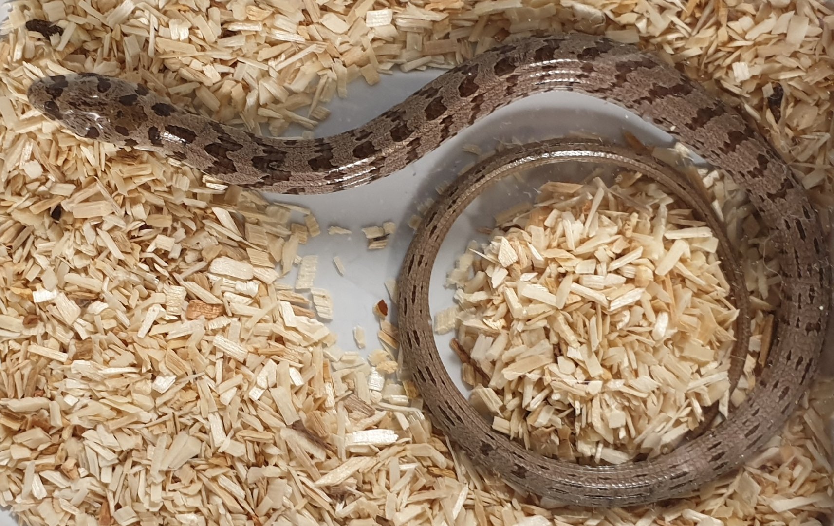 Sheltopusik - Pseudopus apodus thracius