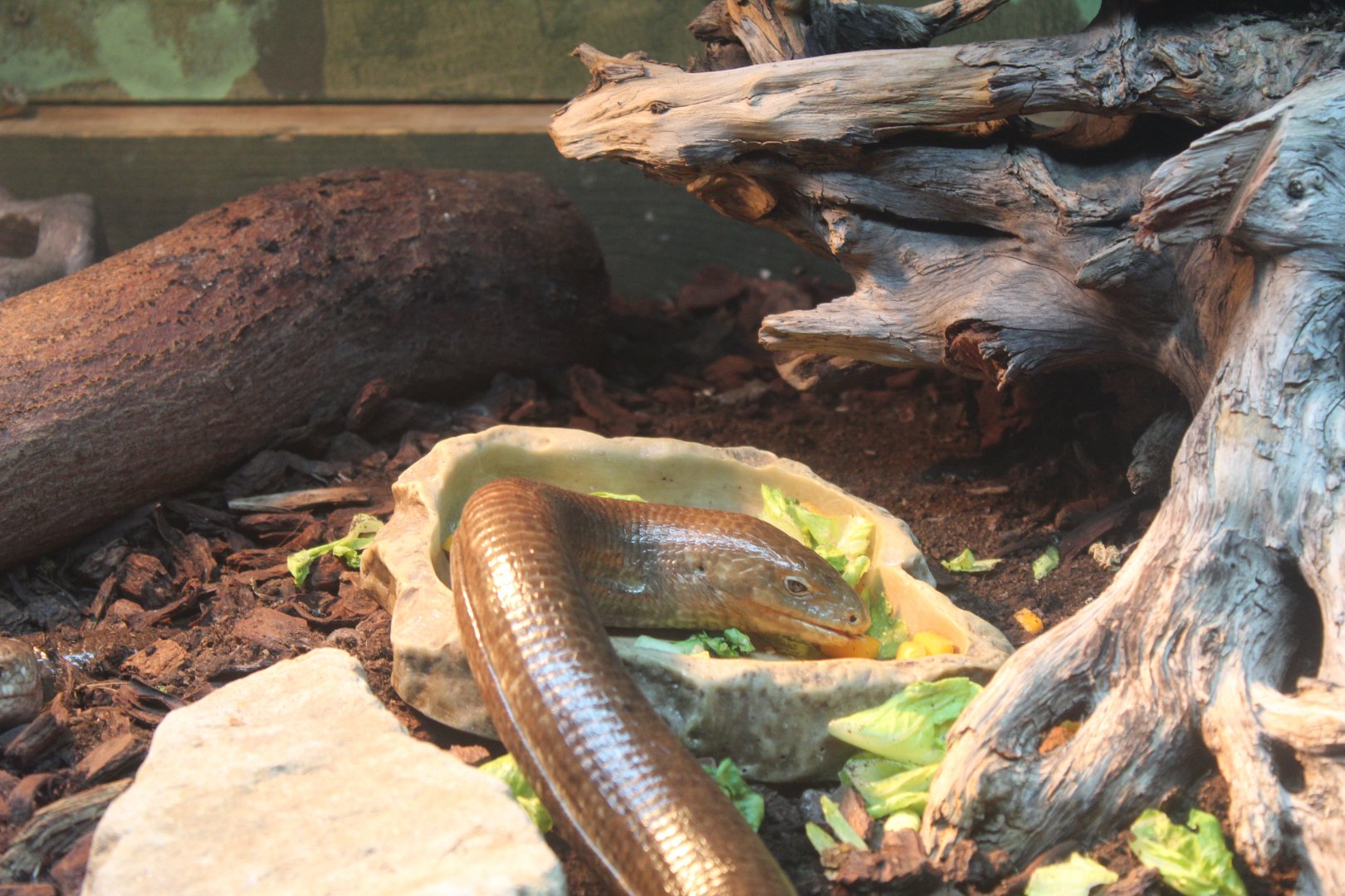 Sheltopusik (Pseudopus apodus)