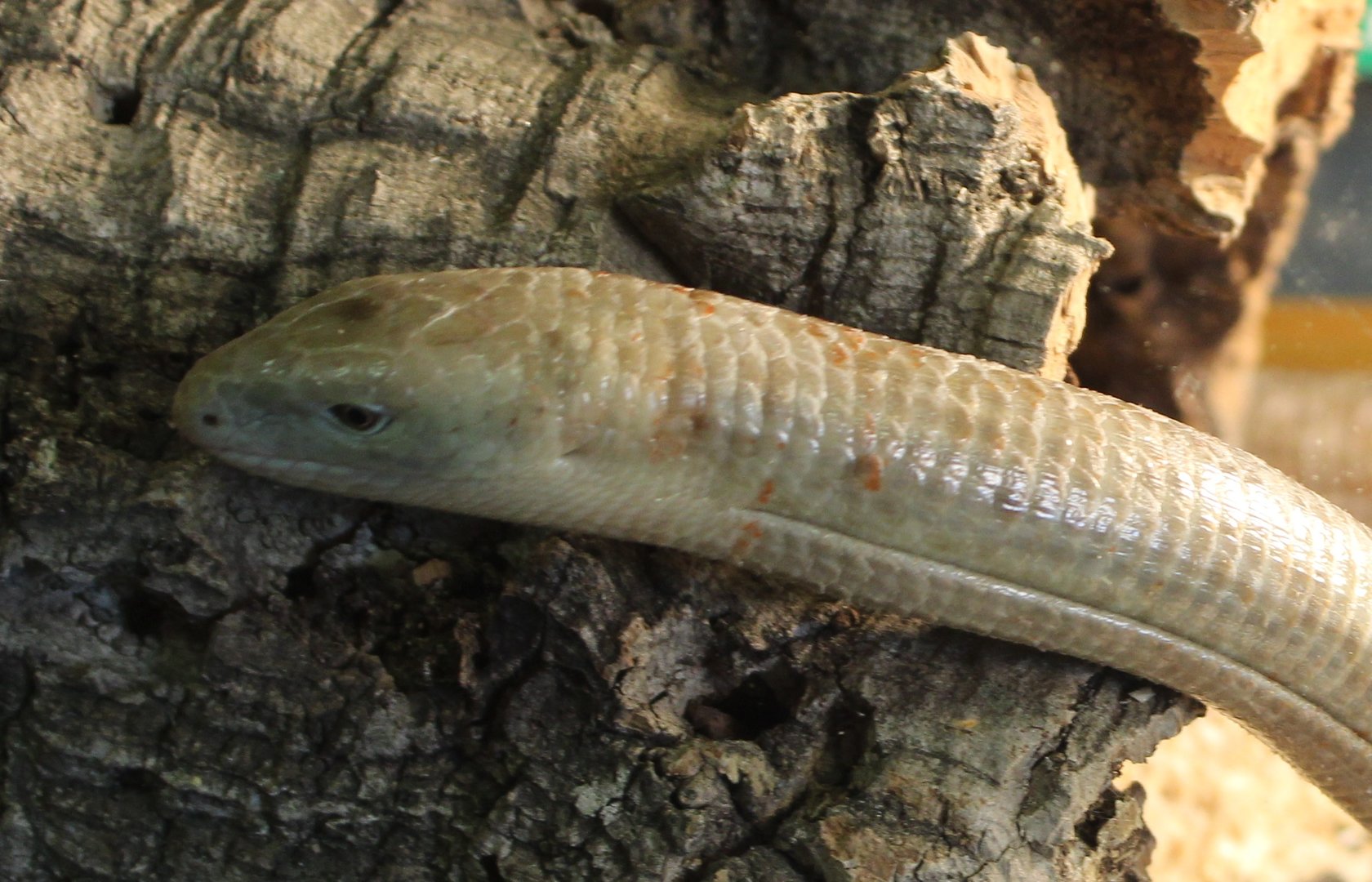 Sheltopusik - Pseudopus apodus