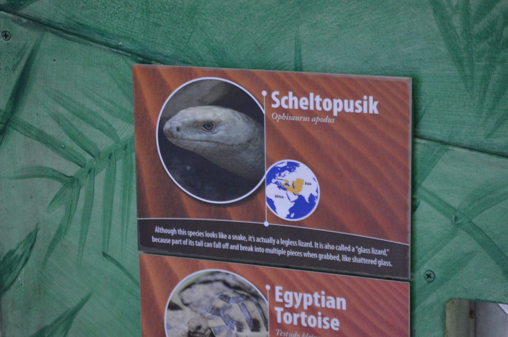 Sheltopusik signage