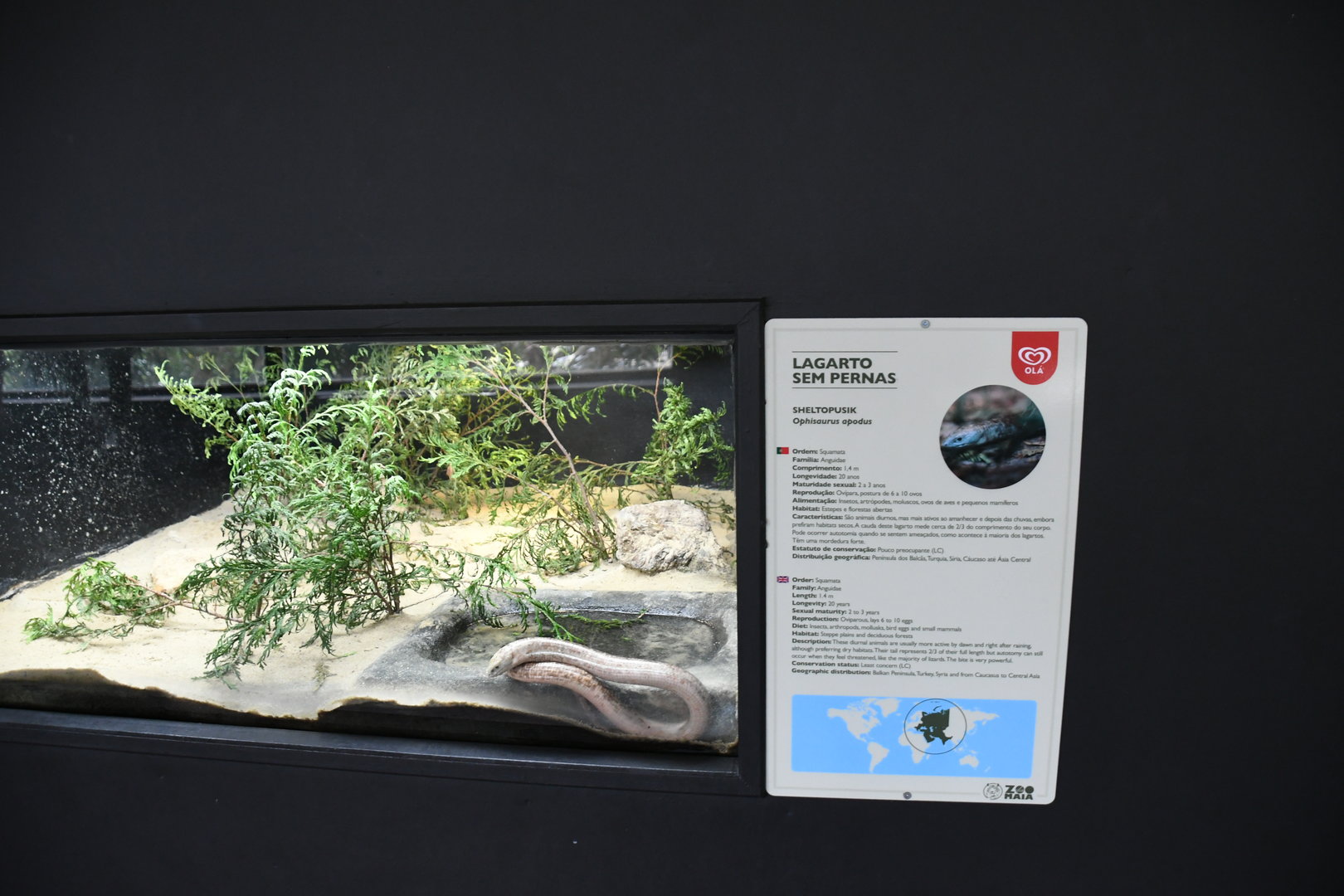 Sheltopusik tank (Reptile House)