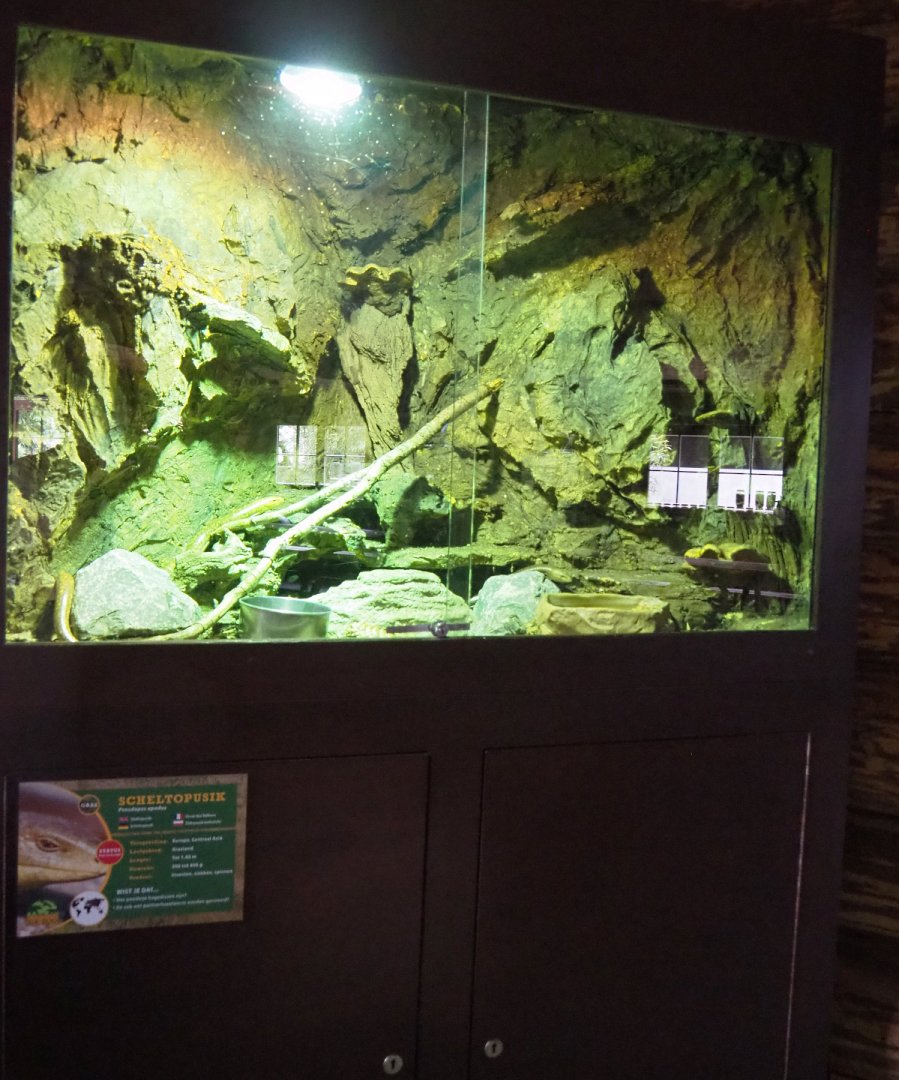 Sheltopusik terrarium, 2022-05-17