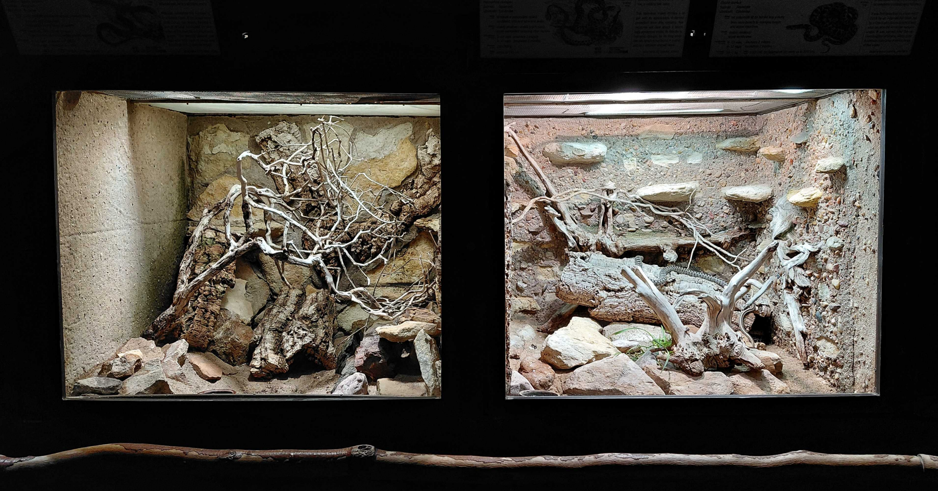 Sheltopusik + whip snake exhibits