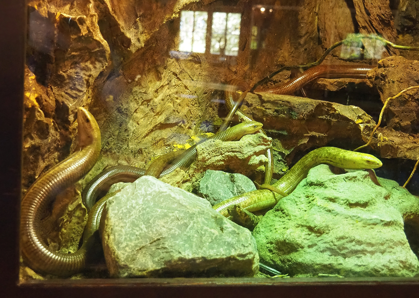 Sheltopusiks (Pseudopus apodus), 2023-05-31