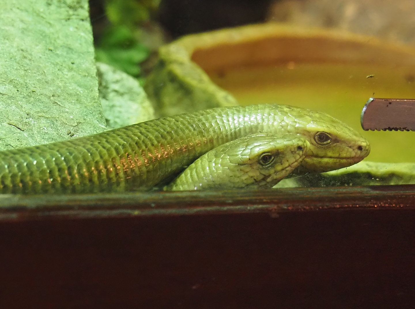 Sheltopusiks (Pseudopus apodus), 2024-04-14