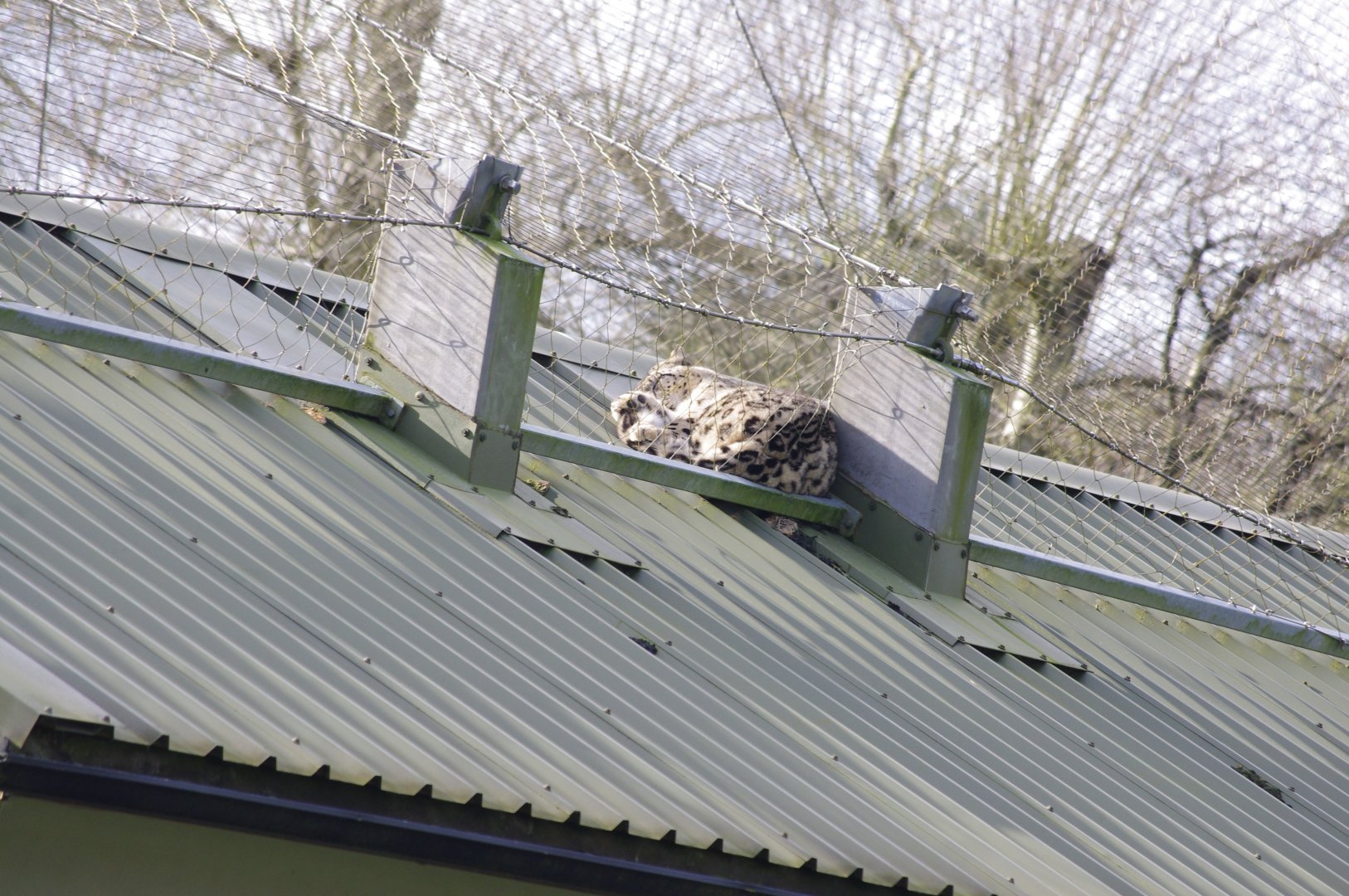 Shen on top of the Snow Leopard house- 19/2/2024