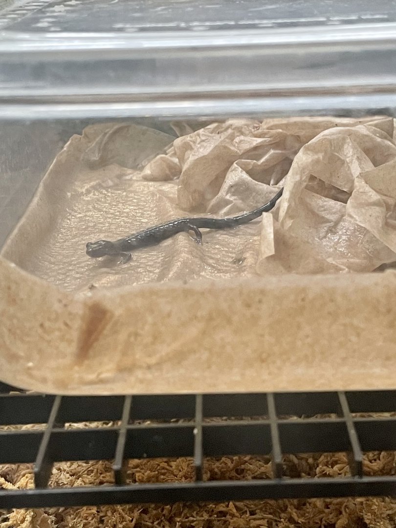 Shenandoah Salamander