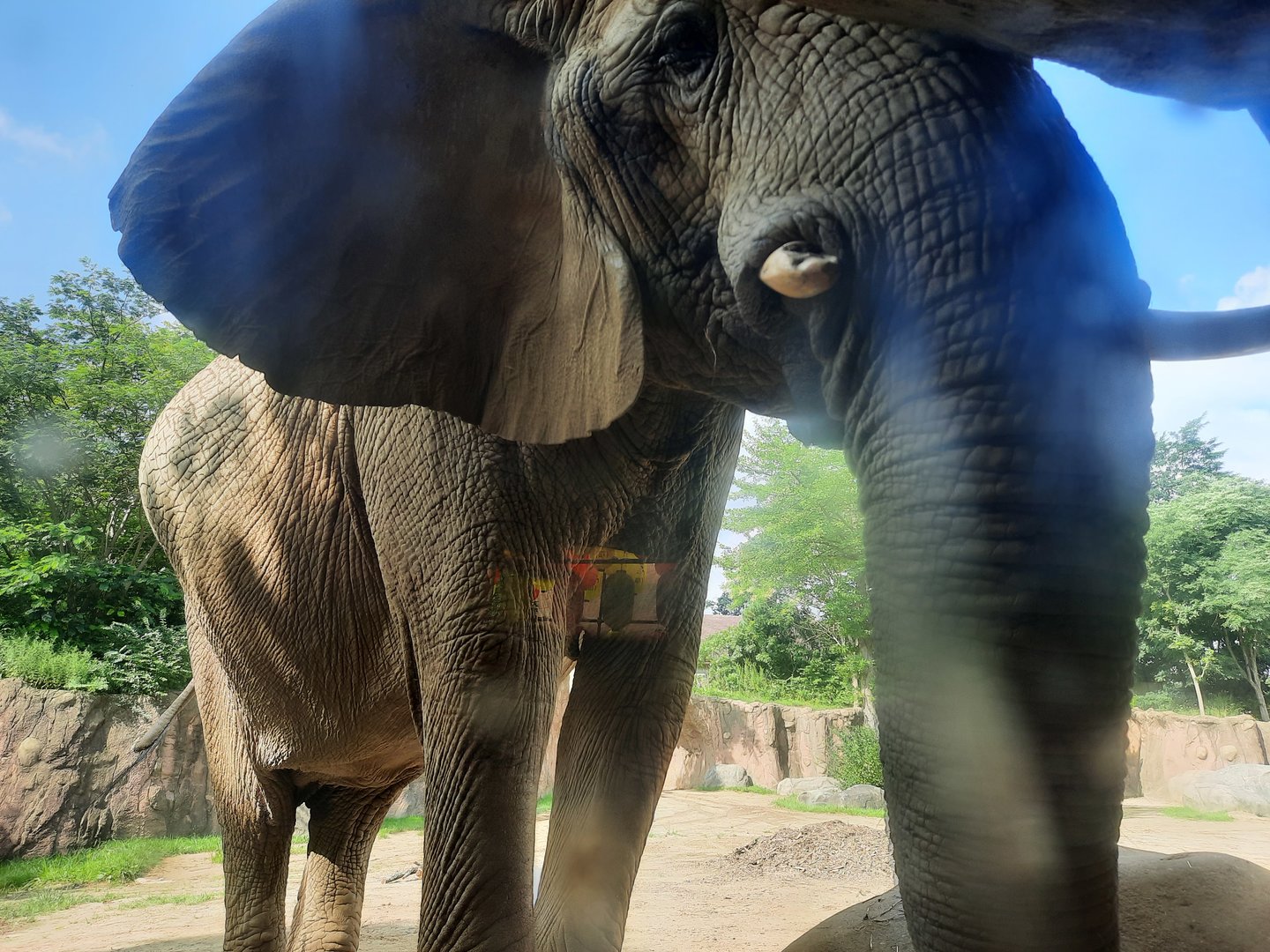 Shenga at the Viewing window