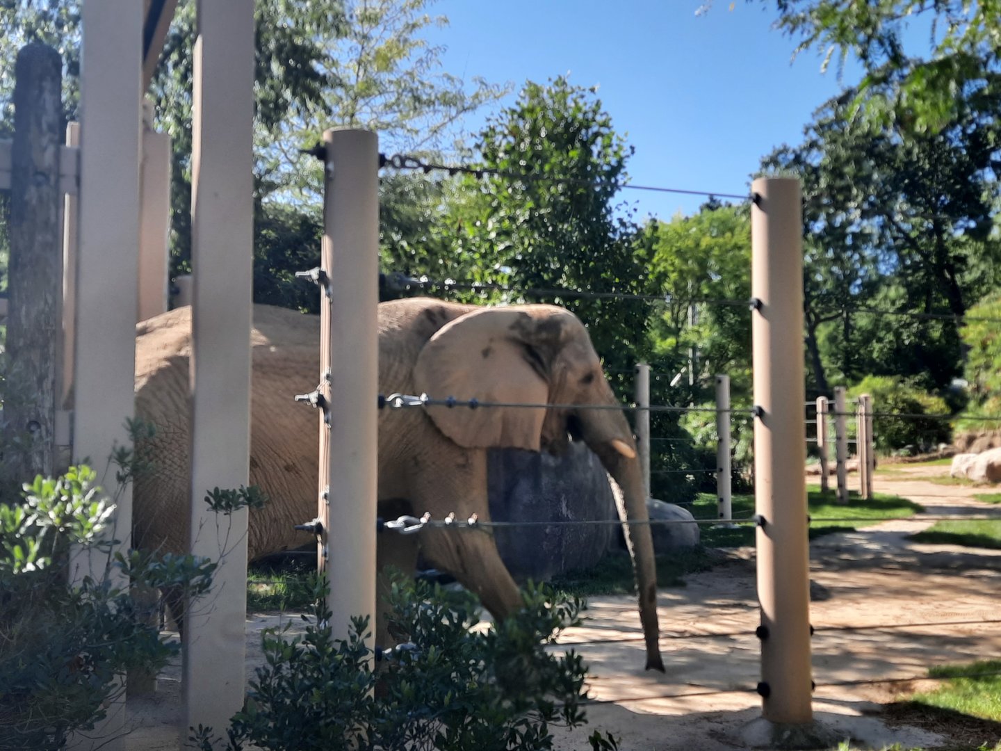 Shenga Crossing Over