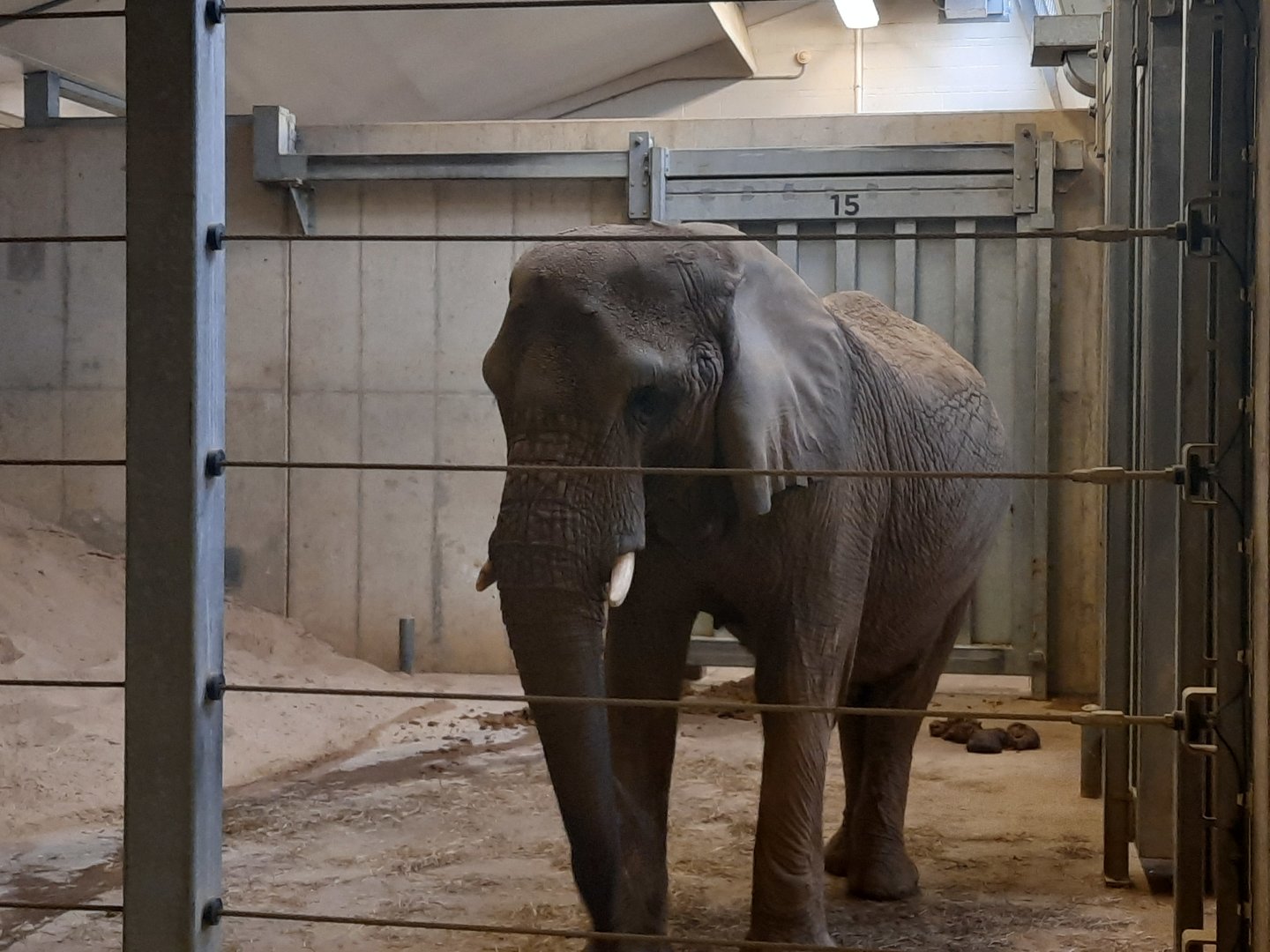 Shenga has breakfast