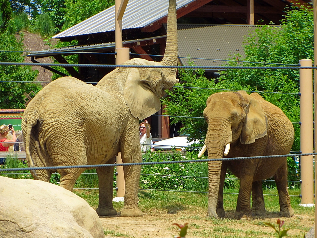 Shenga (left) and Moshi (right)