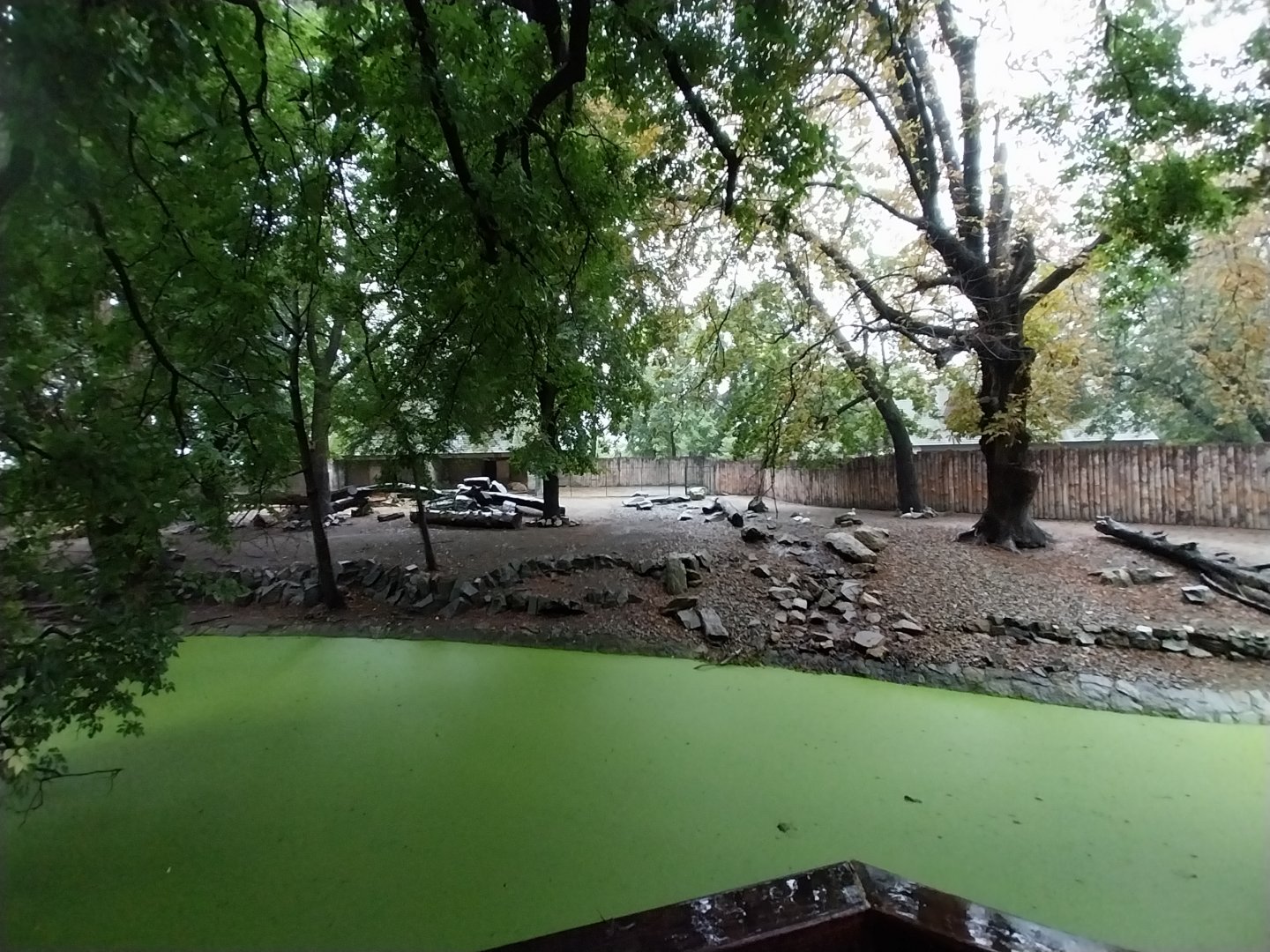 Shensi or Golden takin enclosure