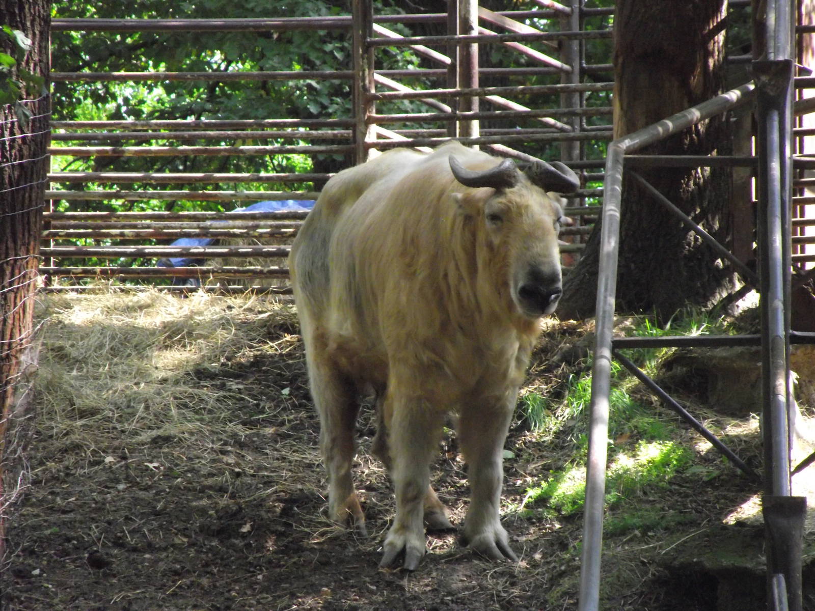 shensi takin ? 160911