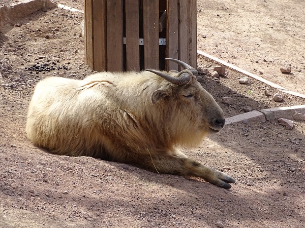 Shensi takin (Budorcas taxicolor bedfordi) (04/22)