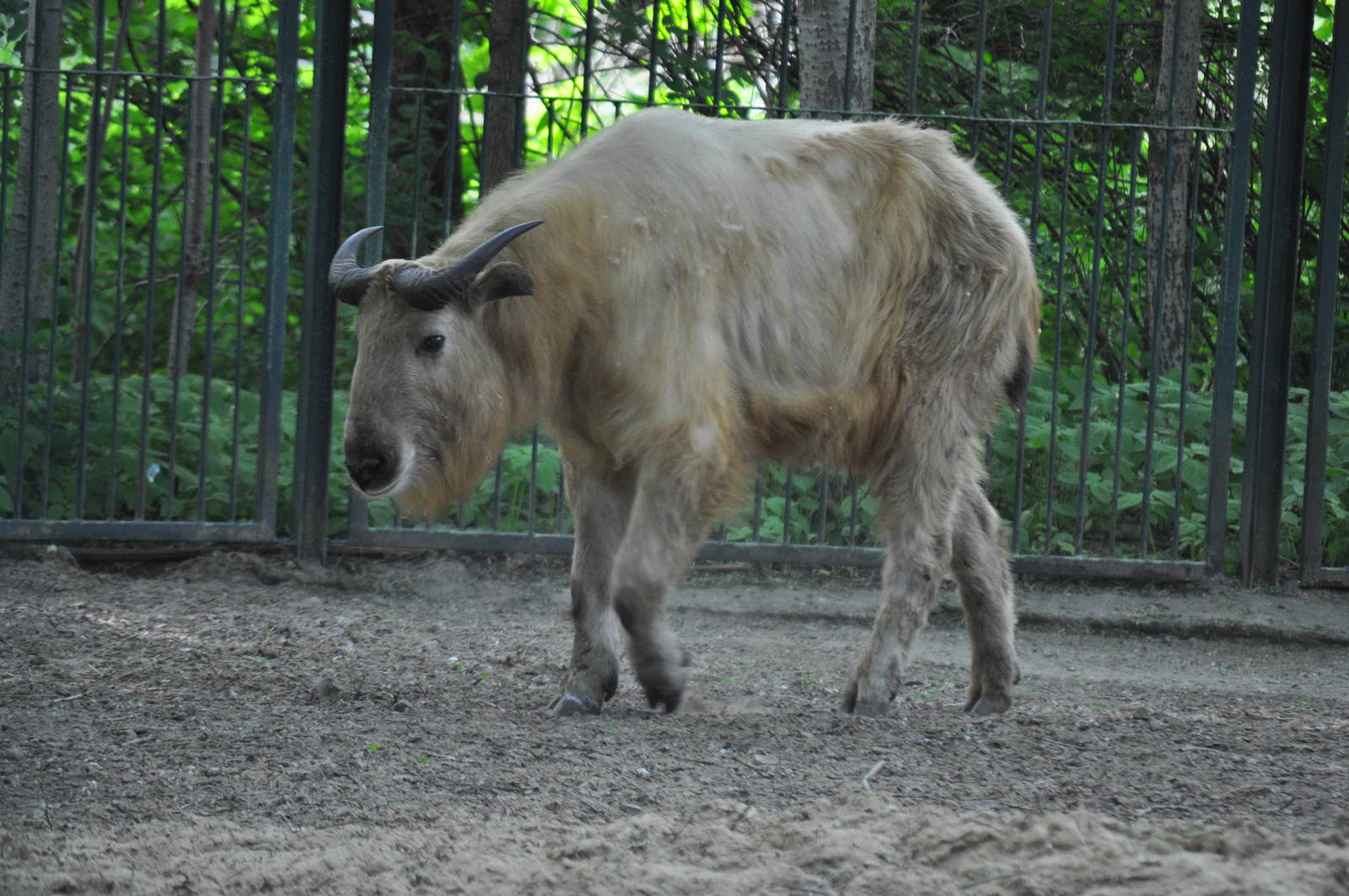 Shensi takin (Budorcas taxicolor bedfordi)