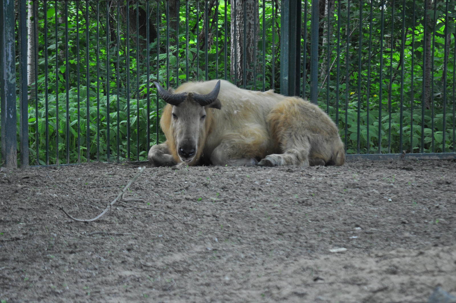Shensi takin (Budorcas taxicolor bedfordi)